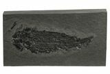 Devonian Lobe-Finned Fish (Osteolepis) Pos/Neg - Scotland #177083-3
